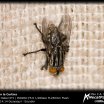 La Mosca en la Cortina