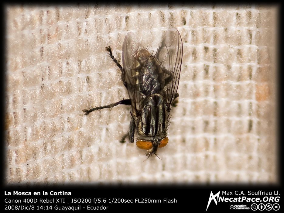 La Mosca en la Cortina La Mosca en la Cortina