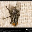 La Mosca en la Cortina
