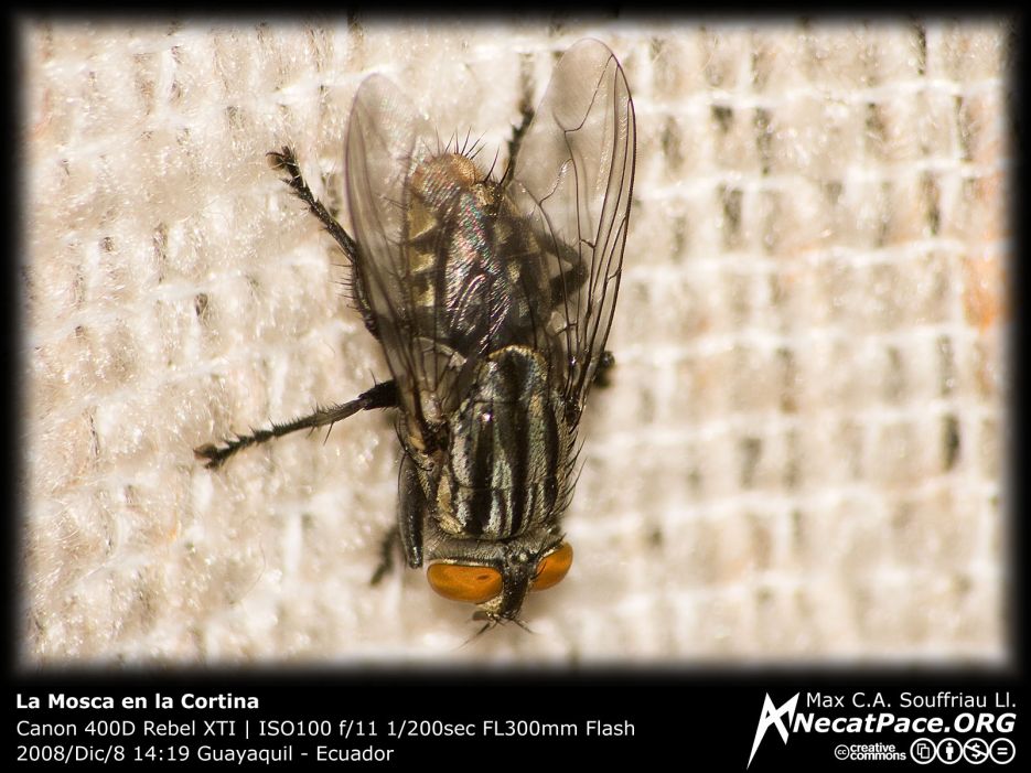 La Mosca en la Cortina La Mosca en la Cortina